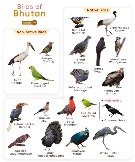 Bhutan eBirds .